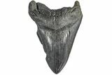 Bargain, Fossil Megalodon Tooth - South Carolina #165416-2